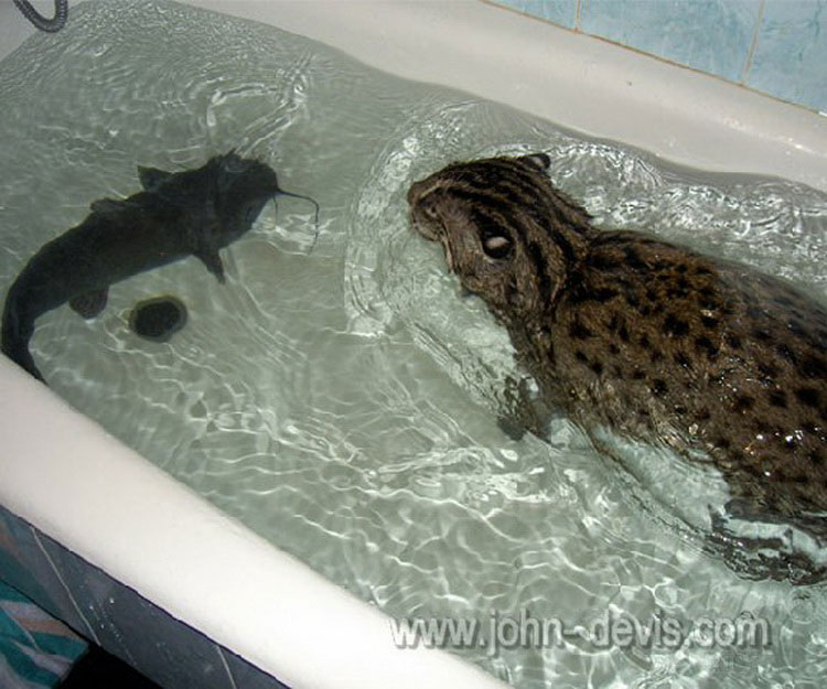 Виверровый кот-рыболов в ванной