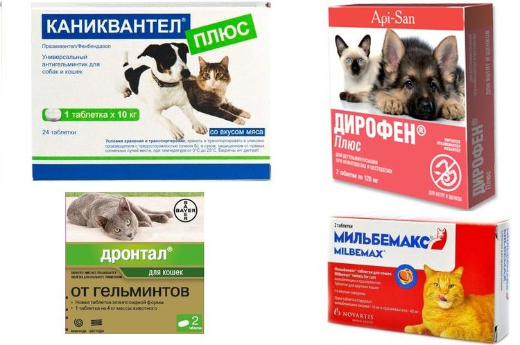 Препараты для лечения аскарид у котов