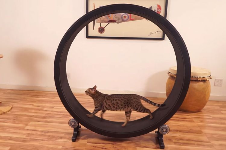 Беговое колесо для кошек своими руками: видео, инструкция, как сделать