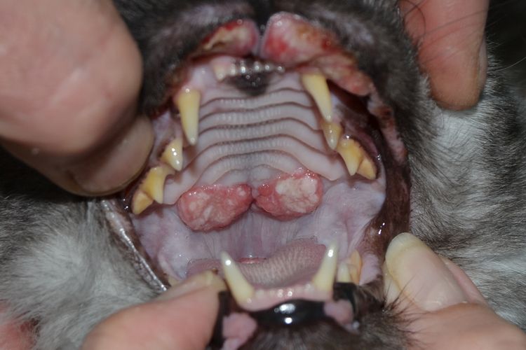 Эозинофильная гранулема у кошки запущенная стадия