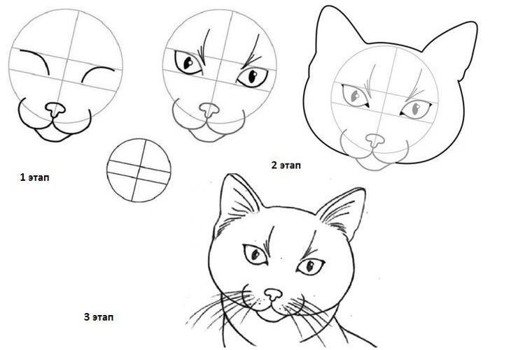 МК как нарисовать мордочку кошки поэтапно