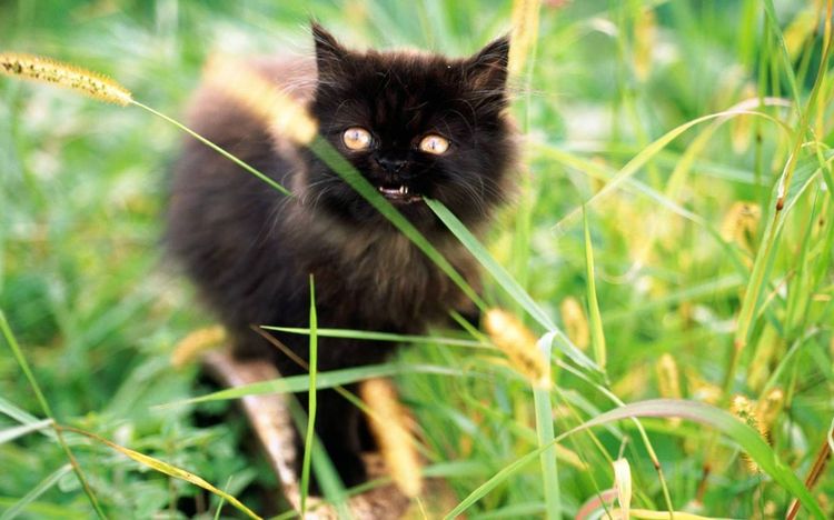 Черный кот ест траву