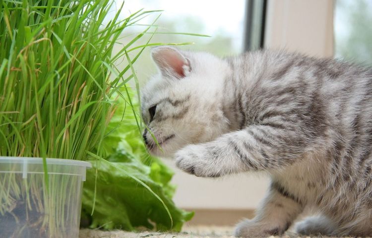 Котенок ест траву