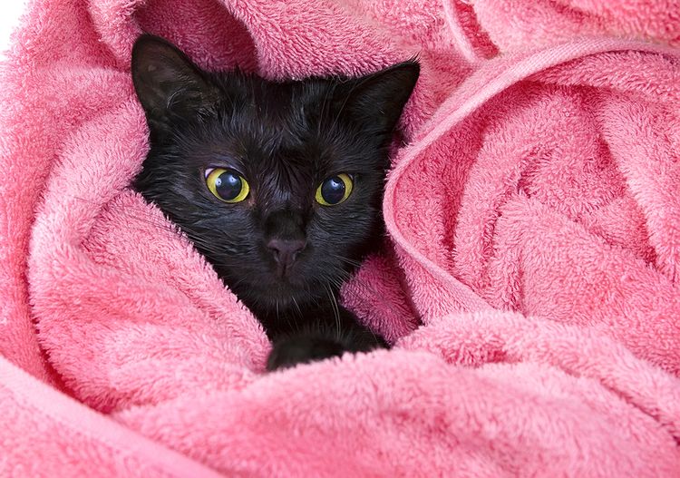 Черный кот в полотенце