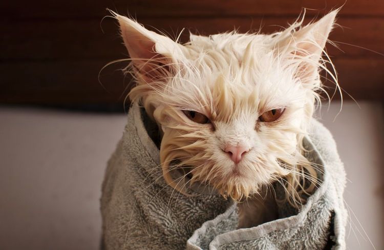 Къпане на котки