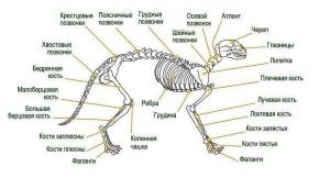 Скелет кошки рисунок с подписями