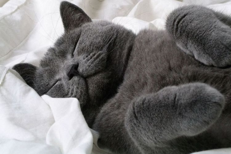 Колко часа спят котките на ден?