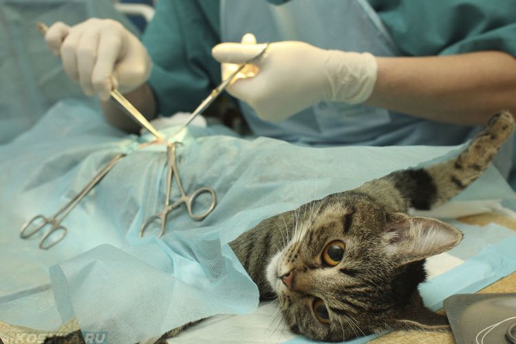 Оперирование заворота кишок у кошки