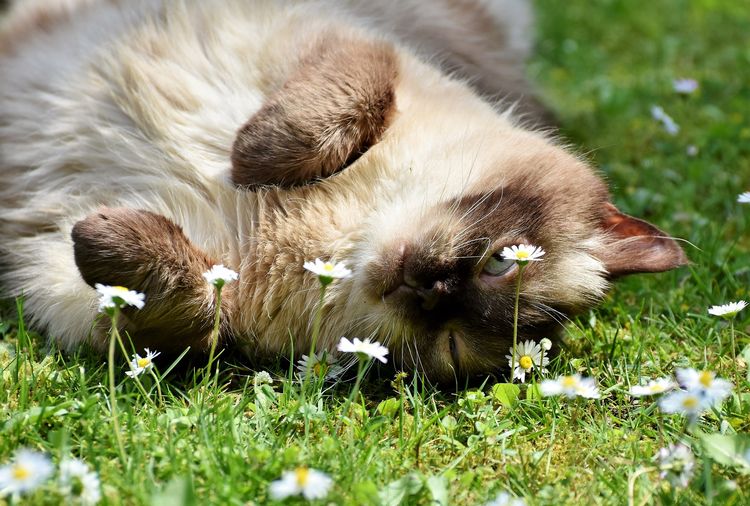 Кот лежит в траве