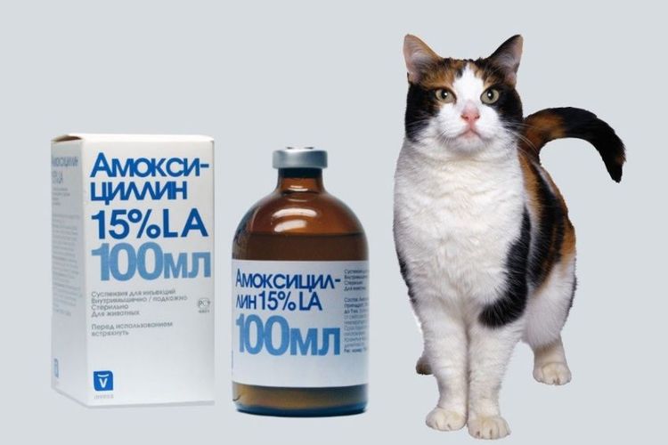 Амоксициллин для кошек: инструкция и показания к применению, отзывы, цена