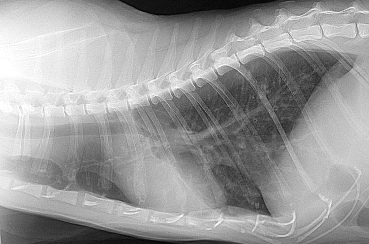 Рентген грудной клетки у кота