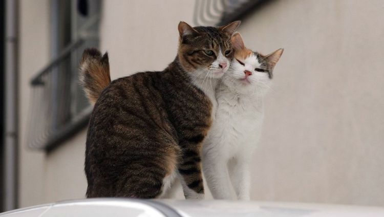 кот и кошка