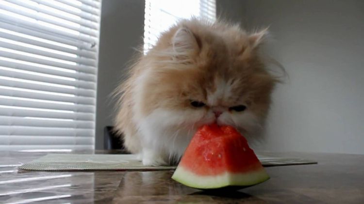 Кошка ест арбуз