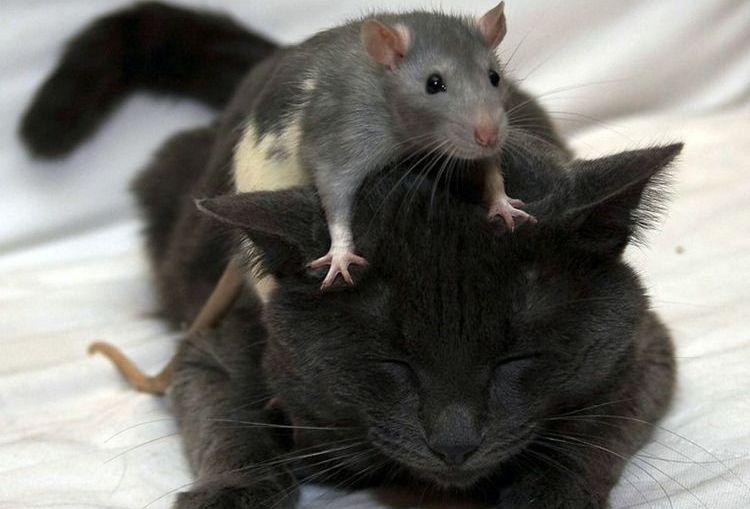 Крыса сидит на кошке