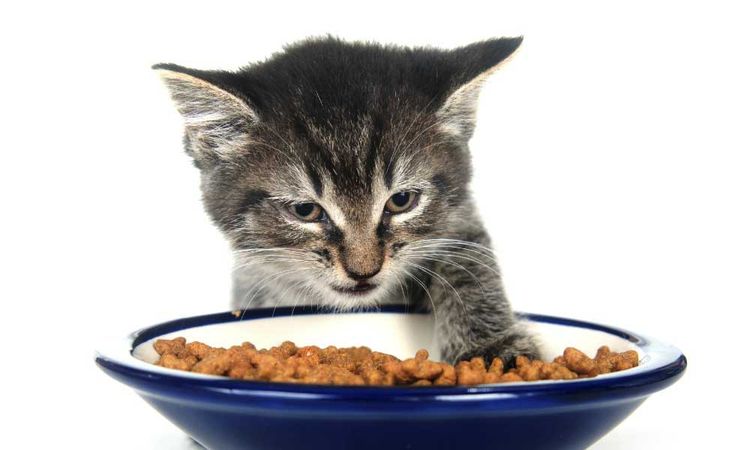 Котенок не ест корм