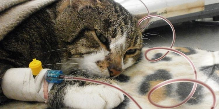 Огуречный цепень (дипилидиоз) у кошек: лечение, симптомы, фото