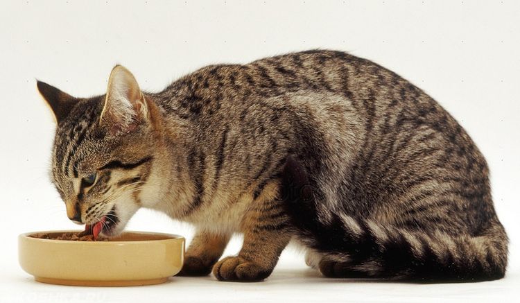 Серая кошка ест корм из миски
