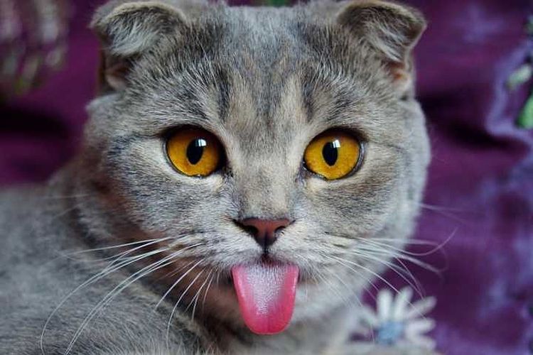 Защо котките имат груб език?