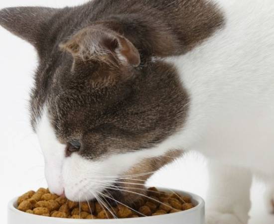 Кот ест сухой корм из миски
