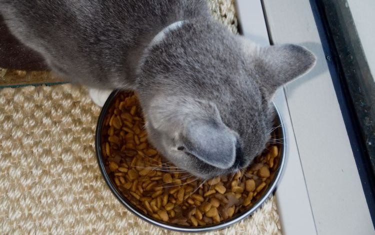 Серая кошка ест сухой корм