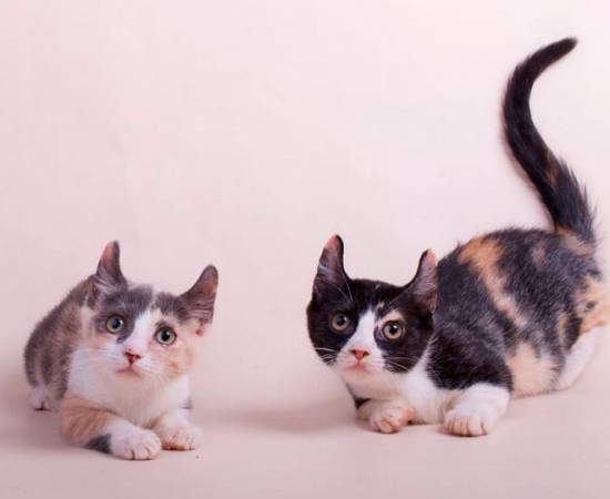 две кошки породы кинкалоу