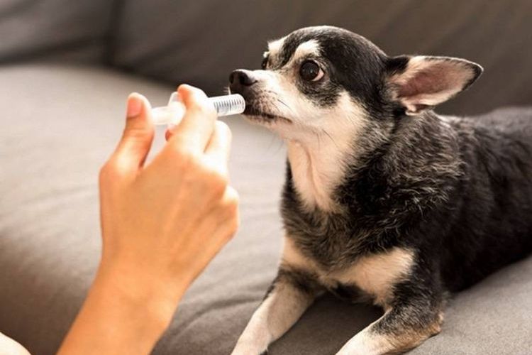 Как дать собаке лекарство шприцом