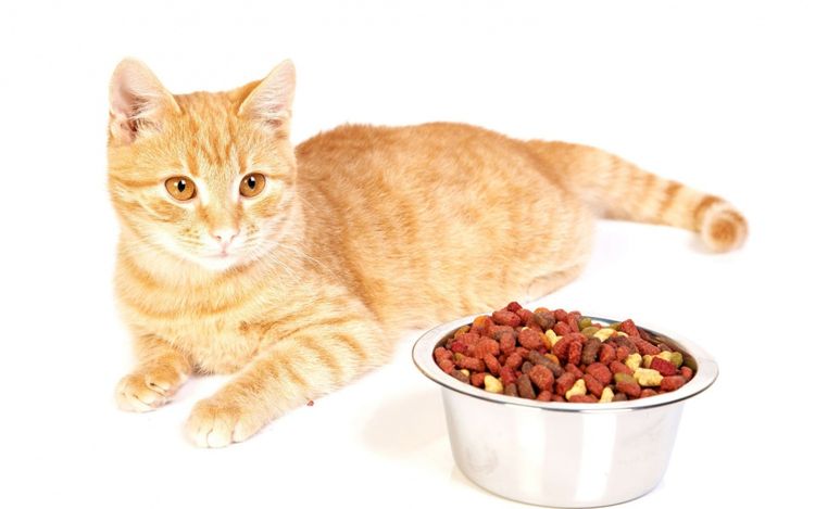 Рыжий кот и сухой корм