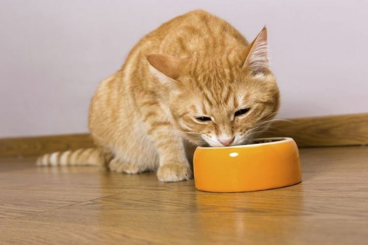 Рыжий кот ест из миски