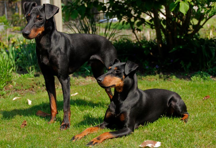 две кучета от породата Манчестър Териер