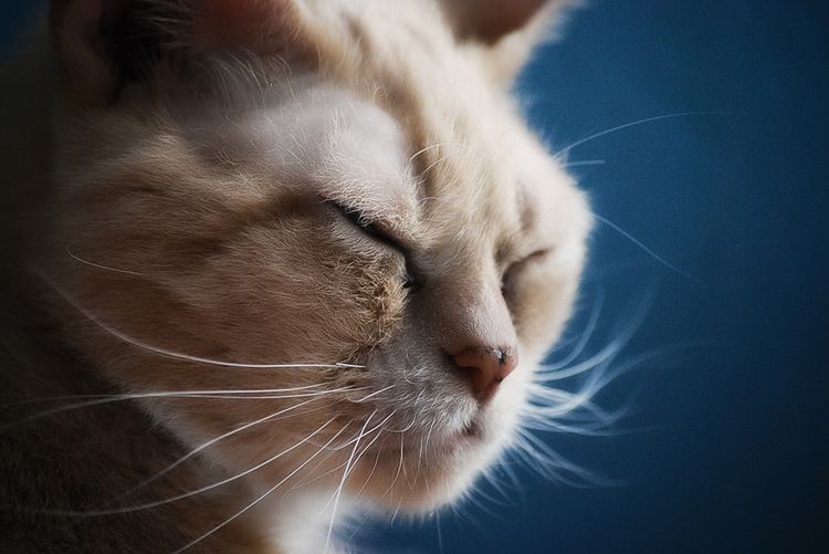 Трихофития при котки: признаци, лечение