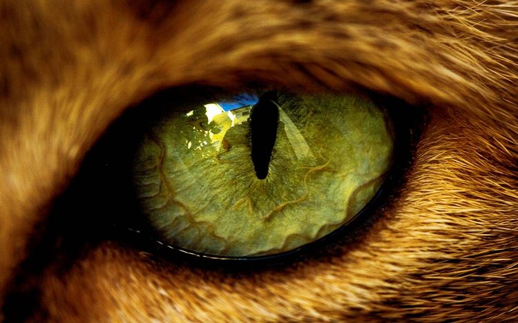Котешко око
