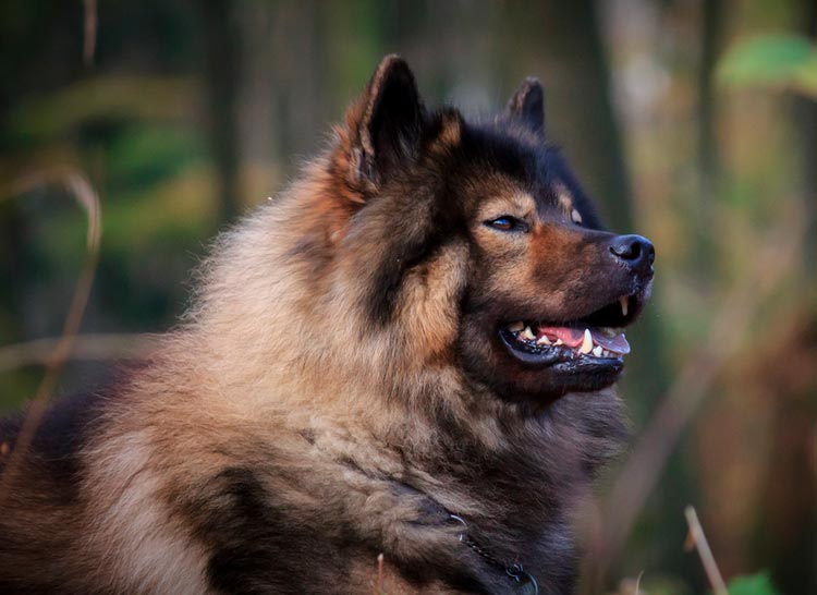 Евразиер (Евразийская собака, ойразиер): описание породы с фото и видео