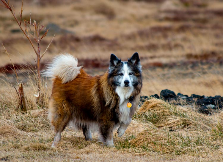 порода Исландская собака