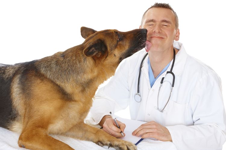 Собака и ветеринар