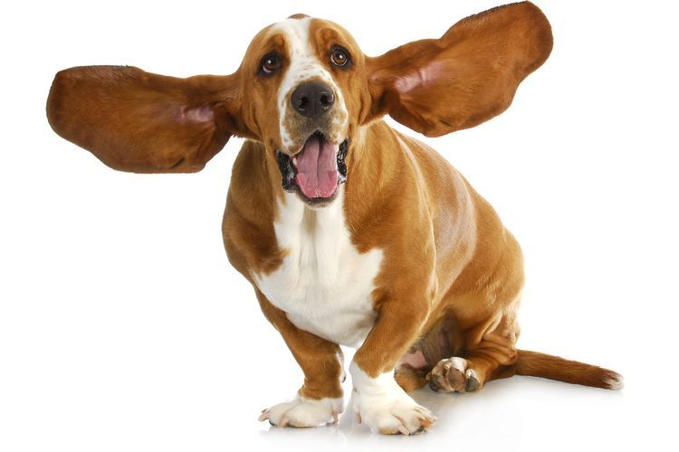 Собака с большими ушами