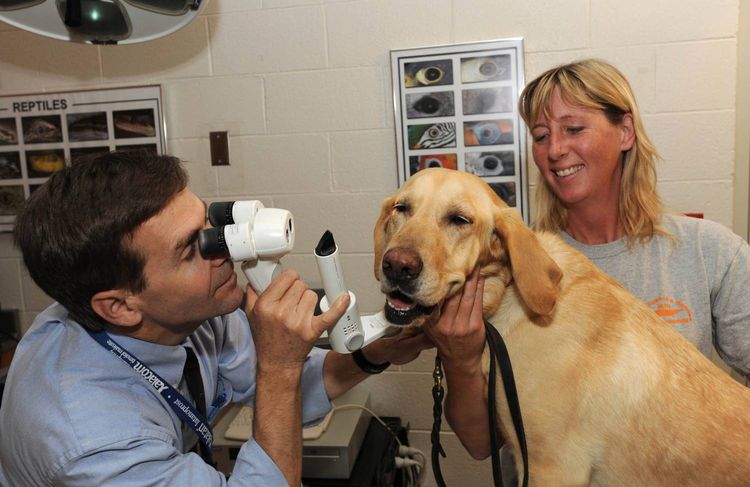 Диагностика бельма на глазу у собаки