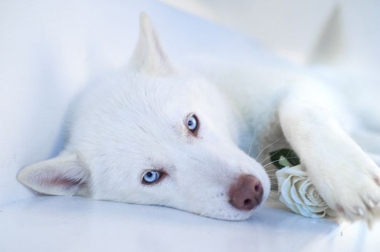Белая собака с голубыми глазами