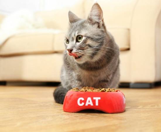 Кот у миски с кормом