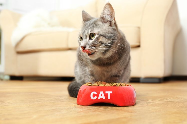 Кот у миски с кормом