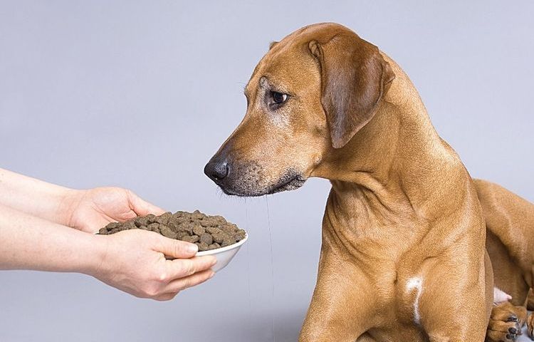 Собака и сухой корм
