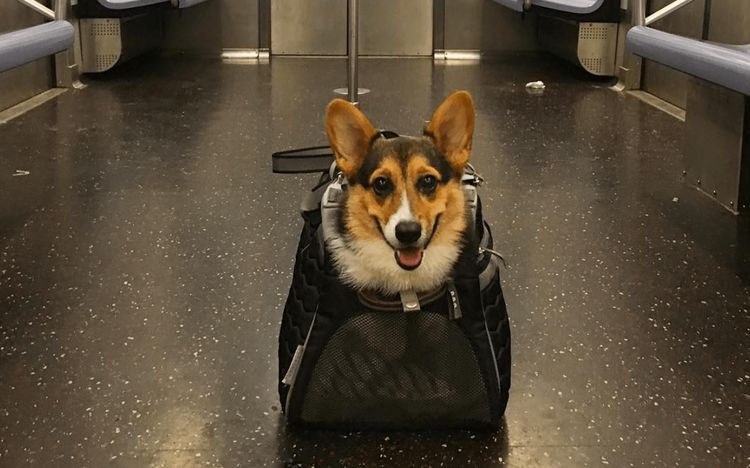 Перевозка собаки в метро