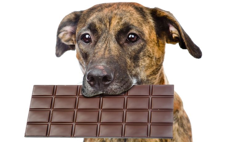 Собака ест шоколад