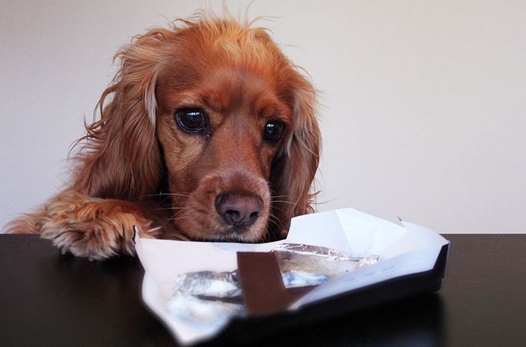 Куче яде шоколад