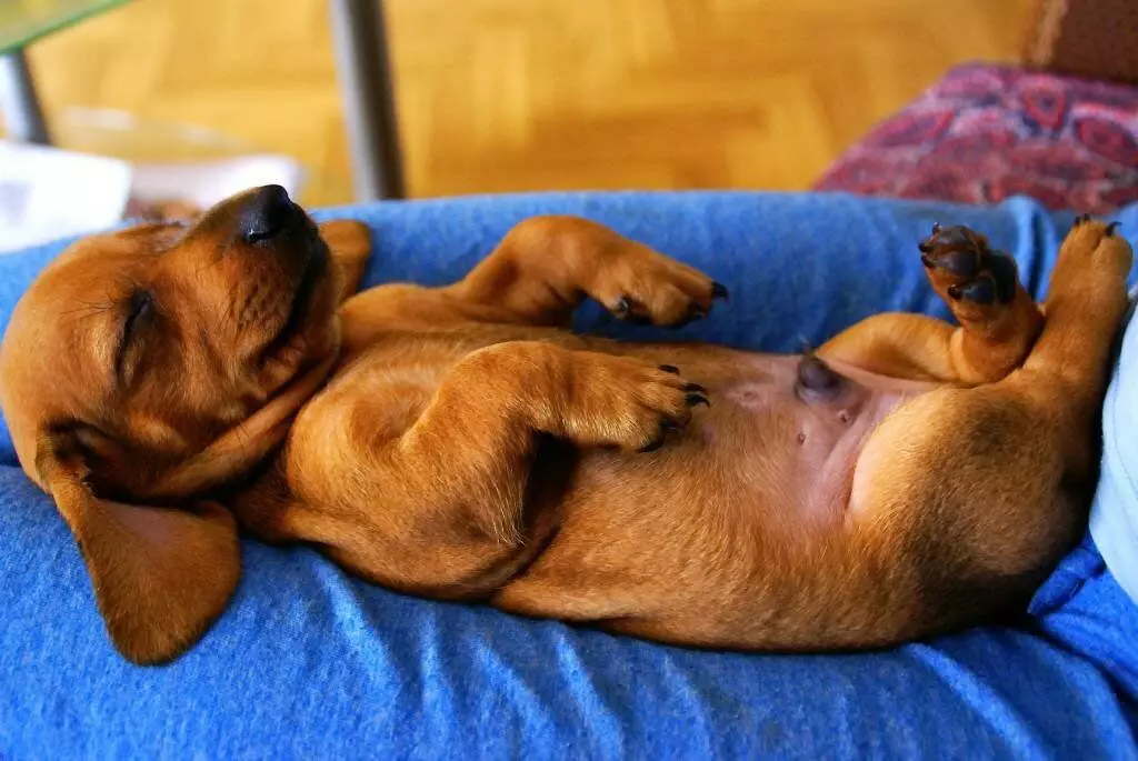 Собака на руках во сне. Спящие собачки.