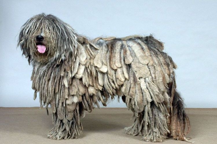 Собака с дредами породы бергамаско
