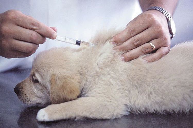 Прививка щенку