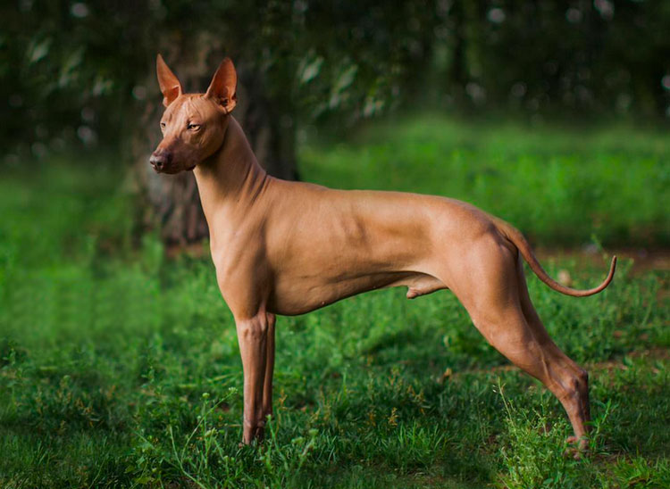 Перуанская голая собака шоу класса
