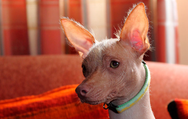как выглядит Перуанская голая собака
