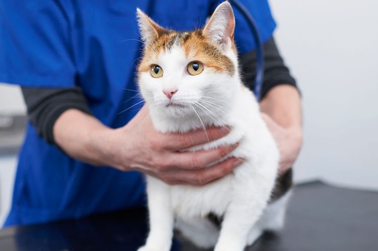 Кошка на осмотре ветеринара