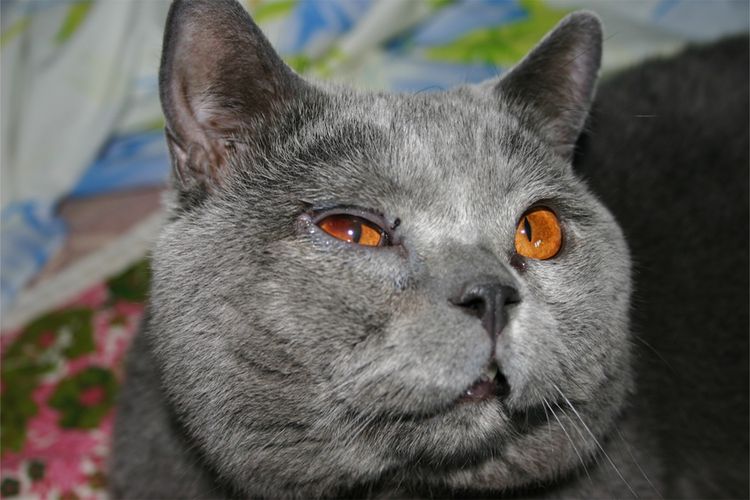 Воспаление глаза у кота британца